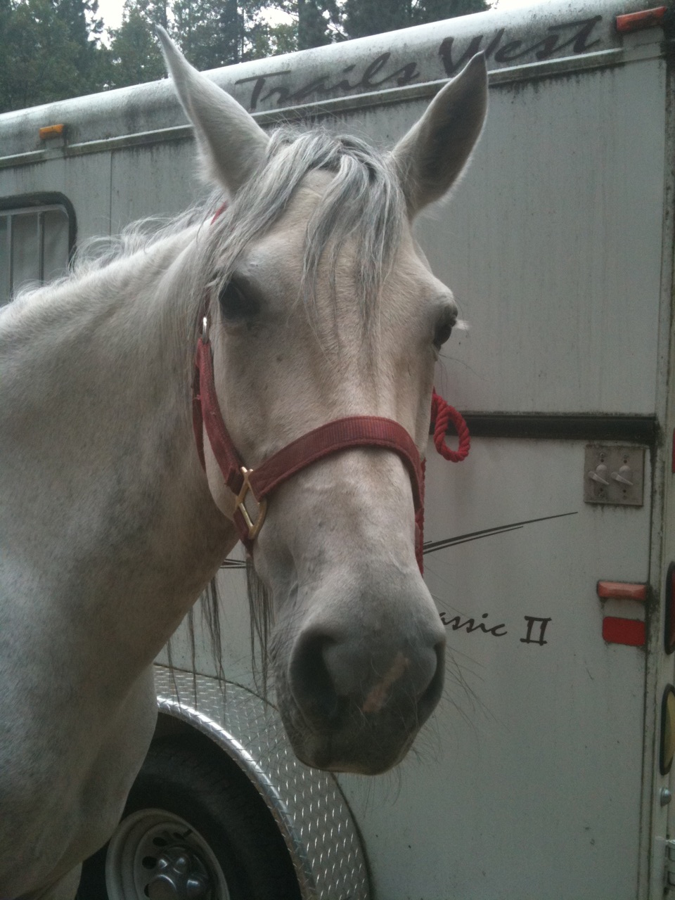 Belle the wonder horse